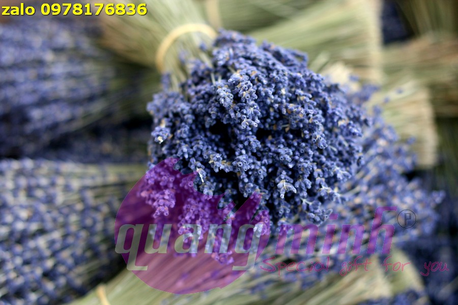 dia-diem-ban-hoa-lavender-kho-gia-si-canh-tranh-tai-TPHCM