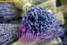 Bó hoa lavender khô 199 cành