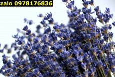 Bó hoa lavender khô (thô mua về tự cắm)