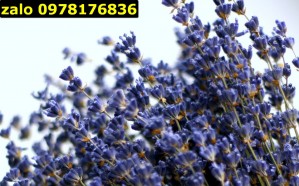 Bó hoa lavender khô (thô mua về tự cắm)