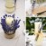 Địa chỉ mua hoa lavender khô uy tín tren toàn quốc