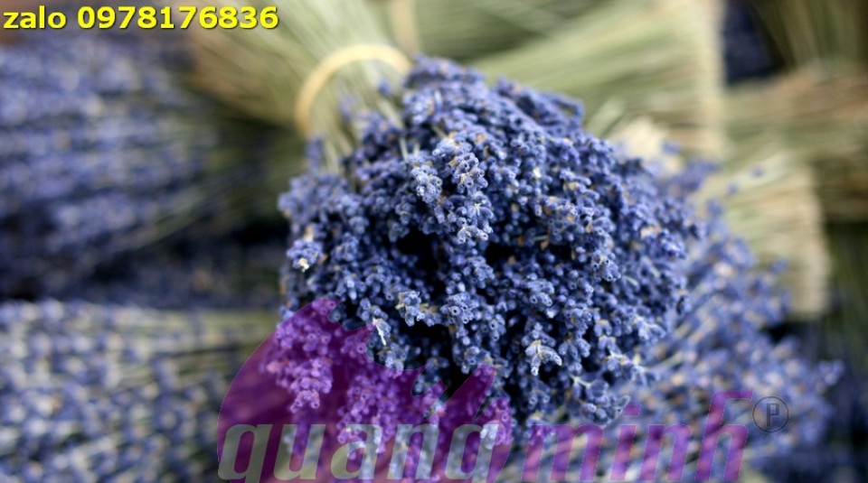 hoa lavender bó