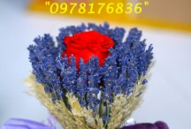 Hộp hoa lavender khô ONLY YOU